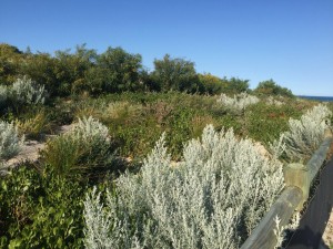 Typical vegetation 2015